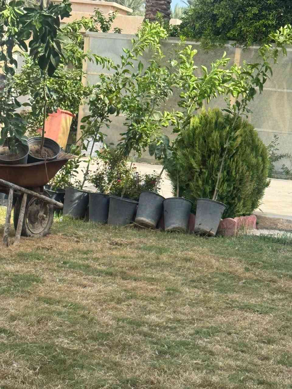 مشتل غزوان • حمضيات عراقية • مثمرة