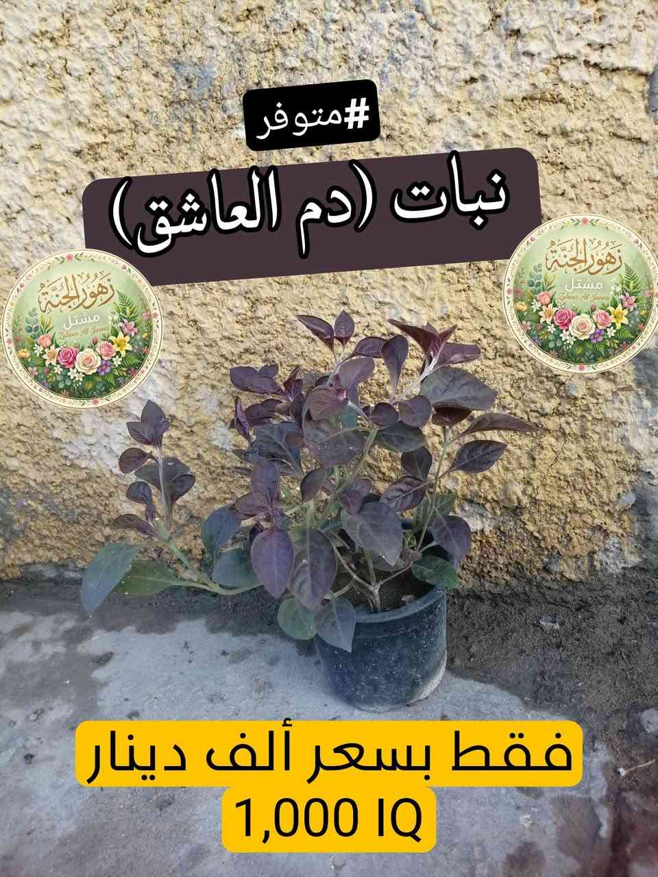 تتوفر مجموعة من النباتات الجميلة عند مشتل زهور الجنة، شوفو الجمال😍.
‏
‏*********** واتساب :يتوفر توصيل لمنطقة حي الحسن العسكري و المناطق المجاورة لها.
‏
‏عنوانة: بغداد - التاجي - حي الحسن العسكري - دور الضباط - شارع عصام الحلاق و أبو حسن الجبوري.
‏
‏يا أهلاً و سهلاً تنورونة بجيتكم❤️🙏🏻.
‏

نص مكتوب في الصور:
- متوفر#
- نبات (دمعة الطفل)
- ***********
- يوجد توصيل 🚗
- (لكافة المناطق المحيطة و حي
- الحسن العسكري)
- فقط بسعر ألف دينار
- 1,000 IQ
- متوفر #
- نبات (عين البزون)
- #متوفر نبات (المحكلة) *********** يوجد توصيل (لكافة المناطق المحيطة و حي الحسن العسكري) فقط بسعر ألف دينار 1,000 IQ
- #متوفر نبات (دم العاشق) فقط بسعر ألف دينار 1,000 IQ
- متوفر نبات (السجاد) *********** يوجد توصيل (لكافة المناطق المحيطة و حي الحسن العسكري) فقط بسعر ألف دينار 1,000 IQD
- متوفر
- نبات (دم العاشق [الكويتي])
- يوجد توصيل (لكافة المناطق المحيطة و حي الحسن العسكري)
- 1,000 IQD
- مشتل زهور الجنة
- Zuhour Al-Janna
- نبات (ورد الصباح) [لون أزبري]
- #متوفر
- نبات (بتونيا الصحراء)
- [تزهير لون بنفسجي]