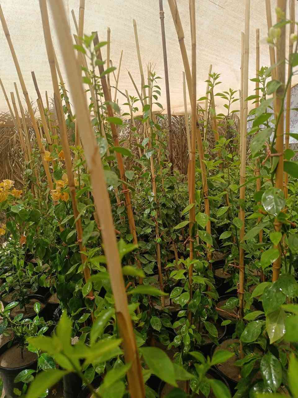 🌺 متوفر الآن جهنمي متسلق بألوان مميزة 🌺
📏 حجم الشتلة: متر وأكثر
💰 السعر: 5000 دينار فقط للشتلة
✨ شتلات قوية وصحية، مناسبة لتزيين الحدائق والأسوار وإضفاء لمسة جمالية رائعة.
📍 العنوان: حديثة – قرب جامع الرفاعي
📞 للاستفسار والطلب: ***********
