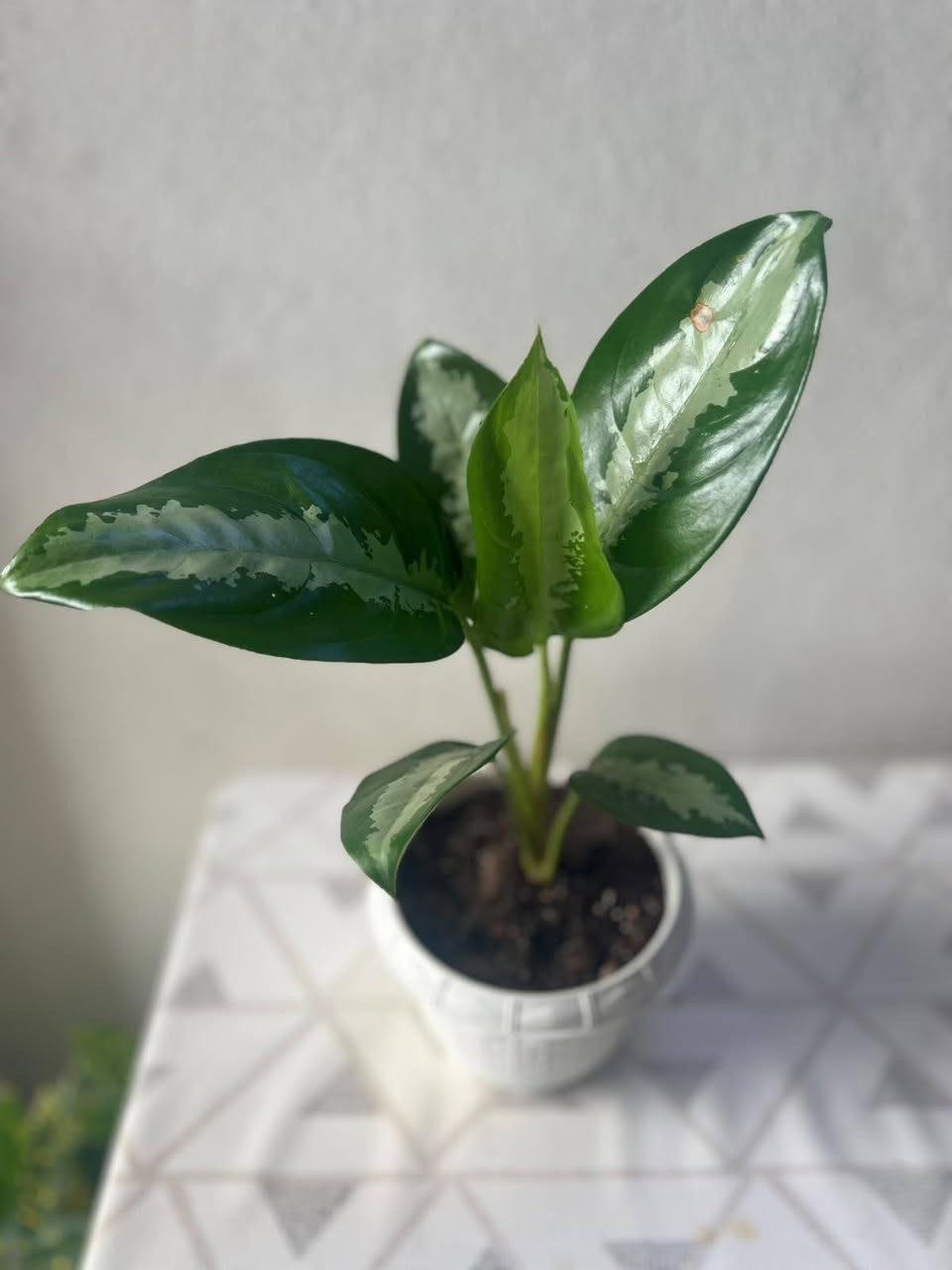 🌱 ضيف الطبيعة والمظهر الأنيق لبيتك! 🌱

​وصل حديثاً: نباتات جديده  أصل هولندي 🇳🇱

كثافة عالية، خضار يفتح النفس، ونشاط وصحة تامة للنبات! 💚
​✨ النباتات 🌿🌿🌿
​يضيف لمسة ديكور راقية وفاخرة للمنازل والمكاتب.

​سهل العناية ويضيف طاقة إيجابية على المكان.

​📍 الموقع: الموصل - البلديات (قرب صيدلية ركن العناية)

🛵 خدمة التوصيل: متوفرة لجميع مناطق الموصل.

​📥 للطلب أو الاستفسار: يرجى مراسلتنا عبر رسائل الصفحة، أو التواصل مباشرة عبر الواتساب:
📱 [***********]

tiktok.com/@313_k27.   👈  رابط تيك توك 

متابعه ومشاركه للصفحه ليصلكم كل ما هو جديد 

#فيلوديندرون #لبلاب_متدلي #نباتات_هولندية #نباتات_زينة #نباتات_داخلية #عشاق_النباتات #ديكور_طبيعي
