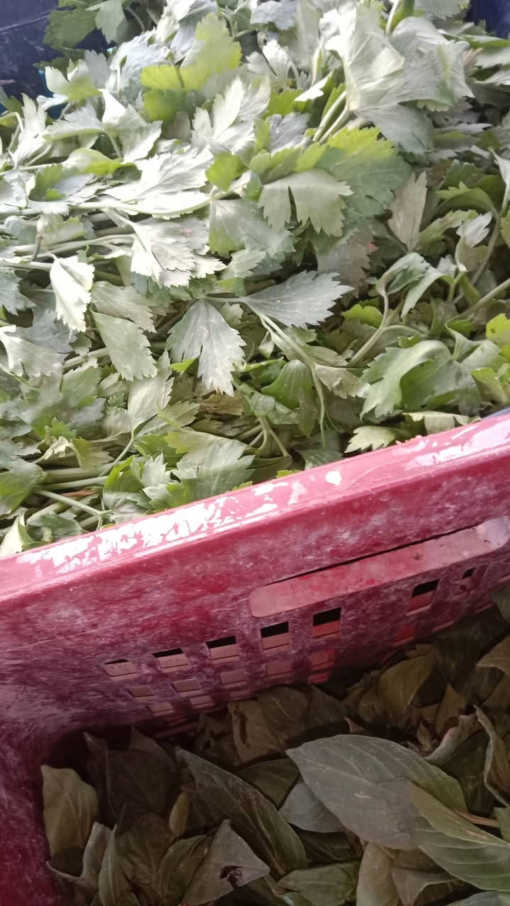 سبيناغ بغداد • فجل أحمر • توصيل