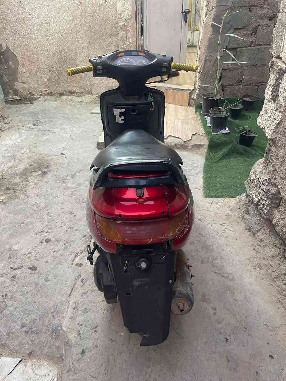 فراشه نثيه • ياباني • تجفيت عام