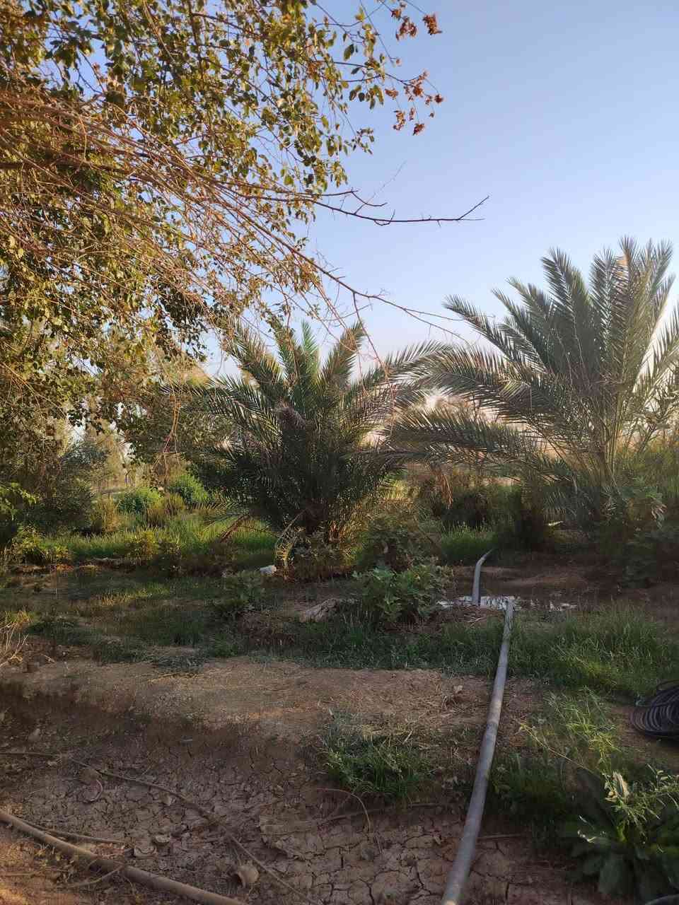 مزرعه • ٧ دونم • بئر ماء