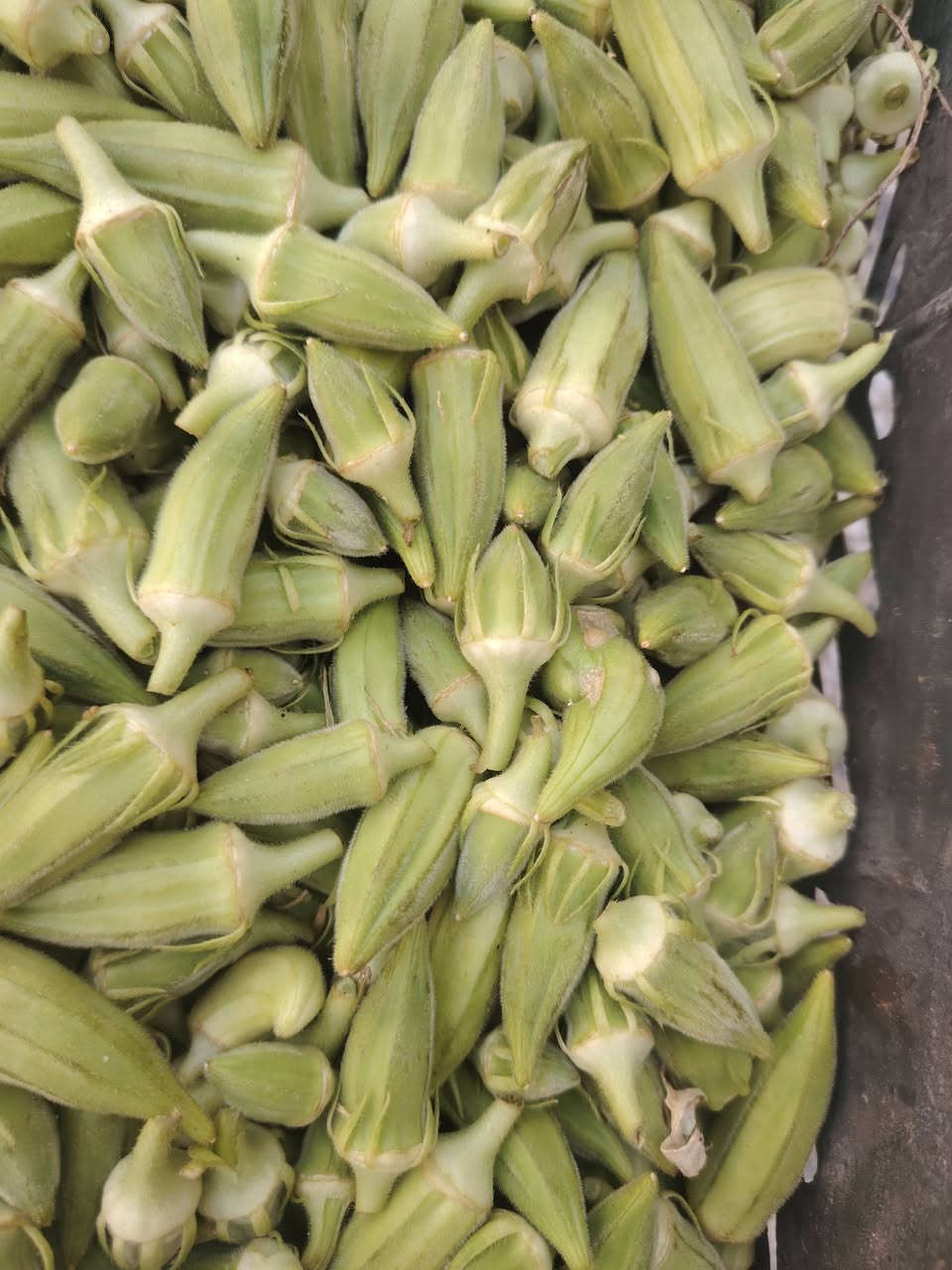 السلام عليكم باميه بترء حوي جديد كل يوم بيومه سعر الكيلوو 3000دينار مع التوصيل الباب البيت للحجز ع  رقم واتساب ***********
