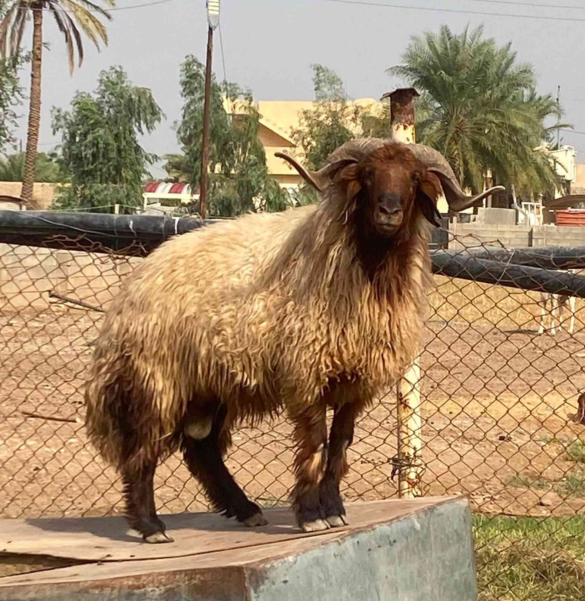 جبش حرجي • خشن • صلاح الدين