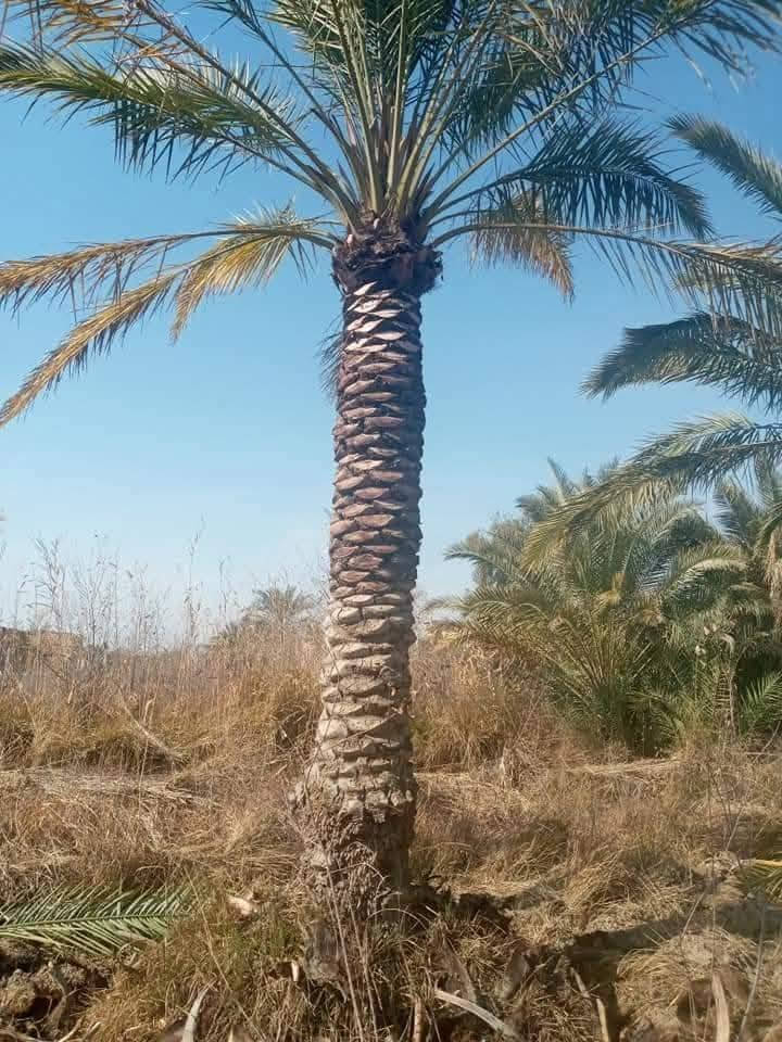 تكريب نخل