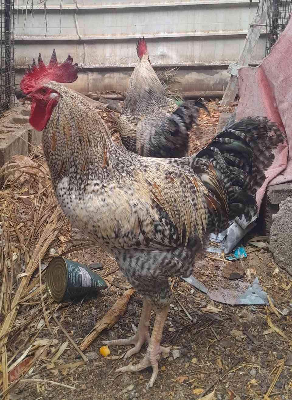 اديوكه • اثنين • اليوسفيه