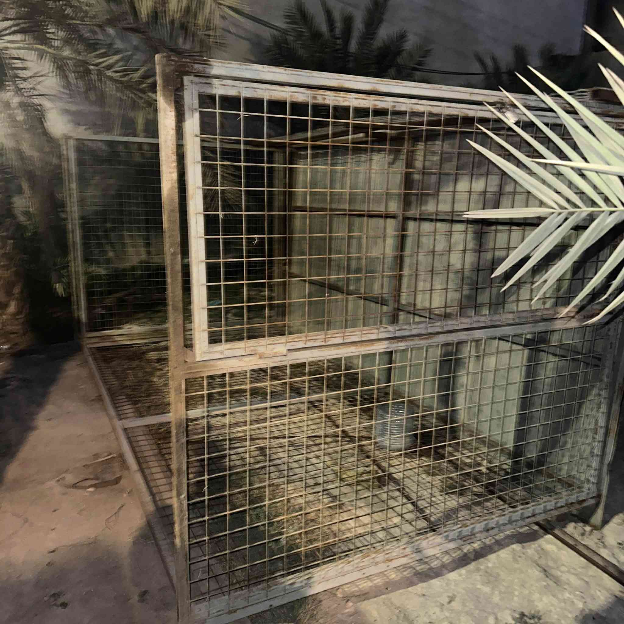 قفص حجم كبير
الطول 4 أمتار 
العرض 185
الارتفاع 230 
بيه باب وقفل
مفتوح من جهه وحده لان جان على الحايط

السعر : 250 وبيه ومجال 
المكان البصره ، الجبيله 
للتواصل على الخاص او على الرقم *********** على الواتساب

ملاحظه : بالصوره القفص مكلوب
