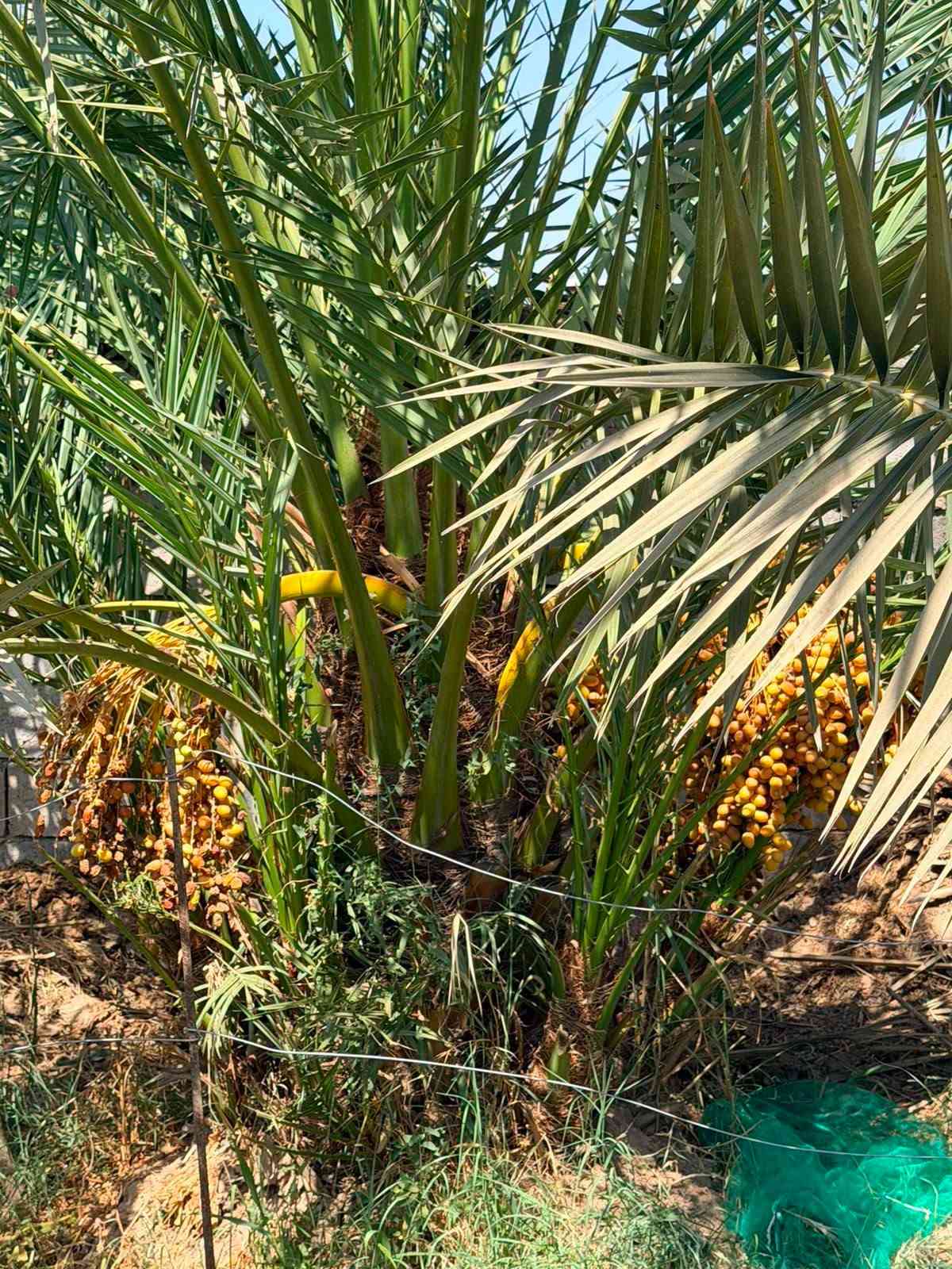 السلام عليكم ورحمة الله
موسم خير وبركه على جميع الاخوان الطيبين 
نبدي وياكم ببوكة الصلاة على محمد وال محمد
نعرضلكم ليوم بتاريخ ٢٠٢٦/٩/١٠ يؤم الخميس
فسايل بريم درجة اولى شرط تاكل و تشلع 
فسيل برحي حر التمرة الخشنه 
فسيل مكتوم الحر الدرجة الأولى
فسيل بلكة سماوة تمرة الخشنه 
فسيل مجهول فلسطيني تمرة العملاقه 
و موجود امايات جميع الانواع و القياسات من متر الى ٦ متر 
كادر عمل متكامل قلاع و نقل وشتال 
مكاني محافظة واسط 
واتساب ***********
اتصال *********** 
وموجود توصيل كل المحافظات
