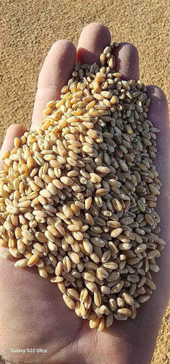 سلام عليكم
يوجد لدينا بذور حنطه وشعير 
ادنه وفيه مايو عربيه 
***********
بابل ناحية الشوملي

نص مكتوب في الصور:
- Galaxy S22 Ultra