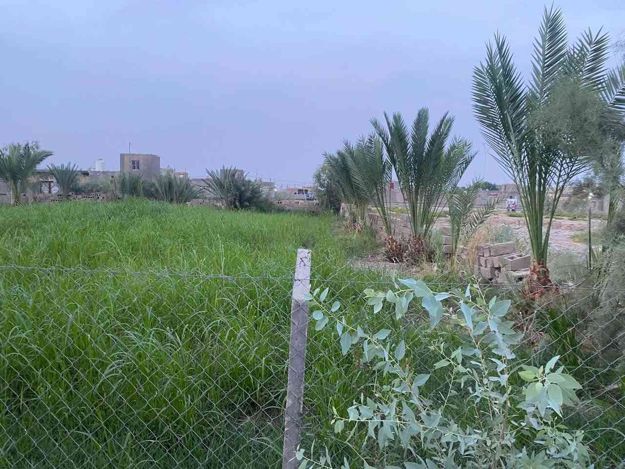 ١٢٥٠م • ركن ثلاث شوارع • نخل حامل