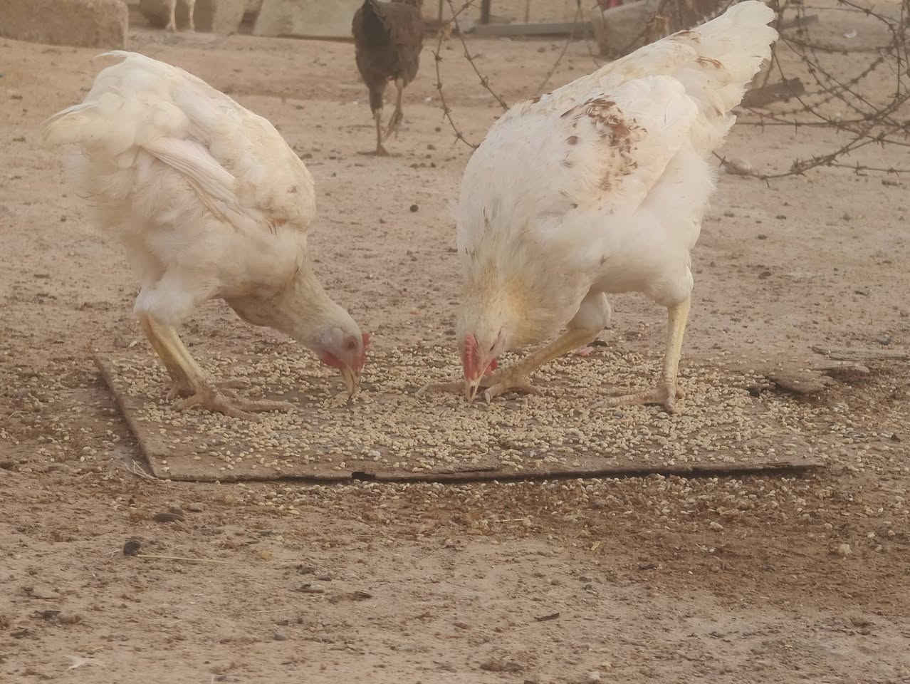 ديك • فروجة • طيور