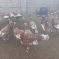 فسيفس • عدد ٩ • ٨ أشهر