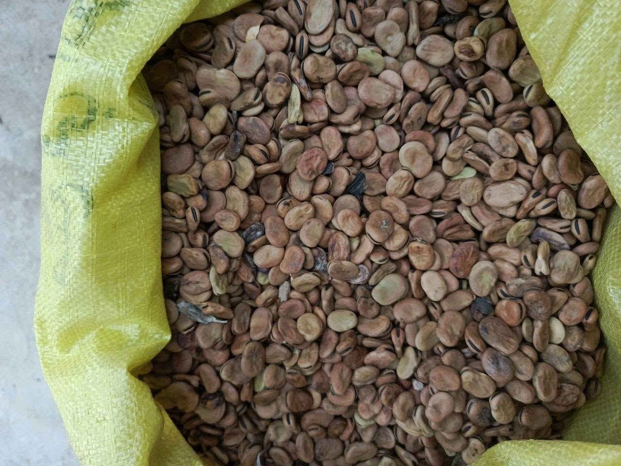 باجلة • الشيخ بابا
