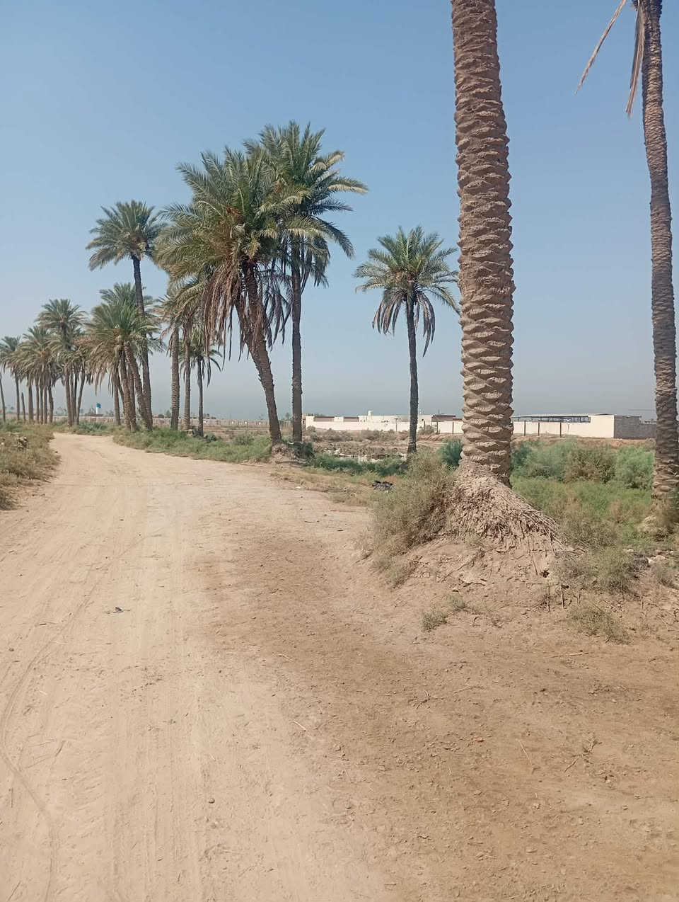 الديوانية -المهناوية 
للبيع ارض طابو زراعي سند25 بستان 
تقع على نهر ابو دارم قرب معمل غاز المهناوية المساحة 2 دونم للبيع نقداً أواقصاد 
للاستفسار 📞***********
