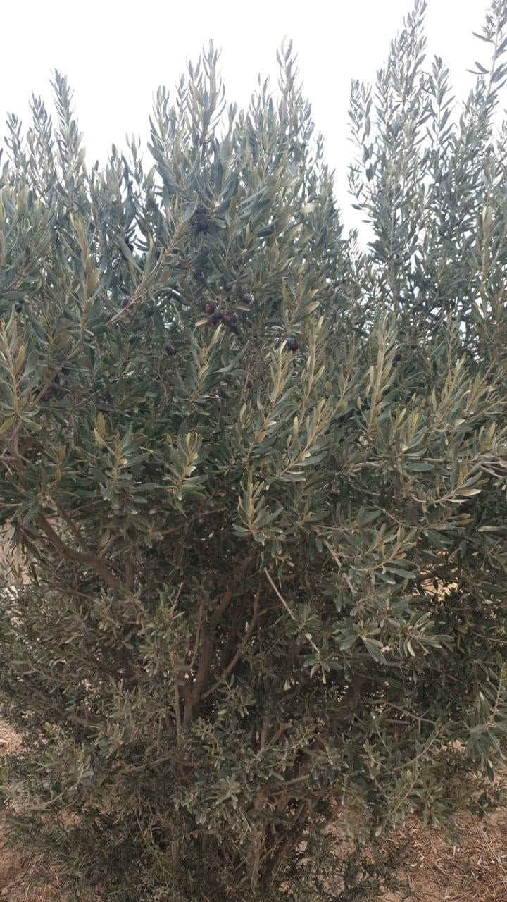زيتون • ما محيوش • كميات