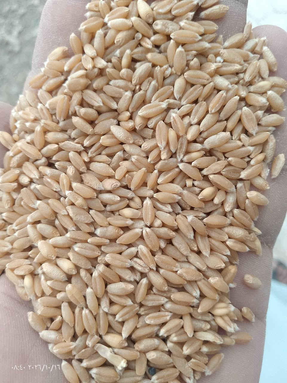 بذور حنطه • جيل ثالث • ٢٠ طن