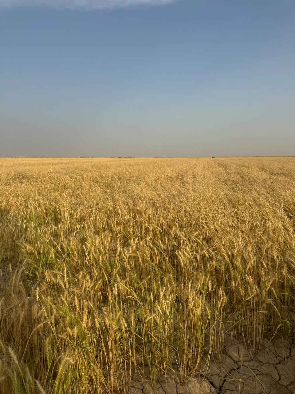 أرض زراعية • ٢٠٠دونم • طريق بغداد