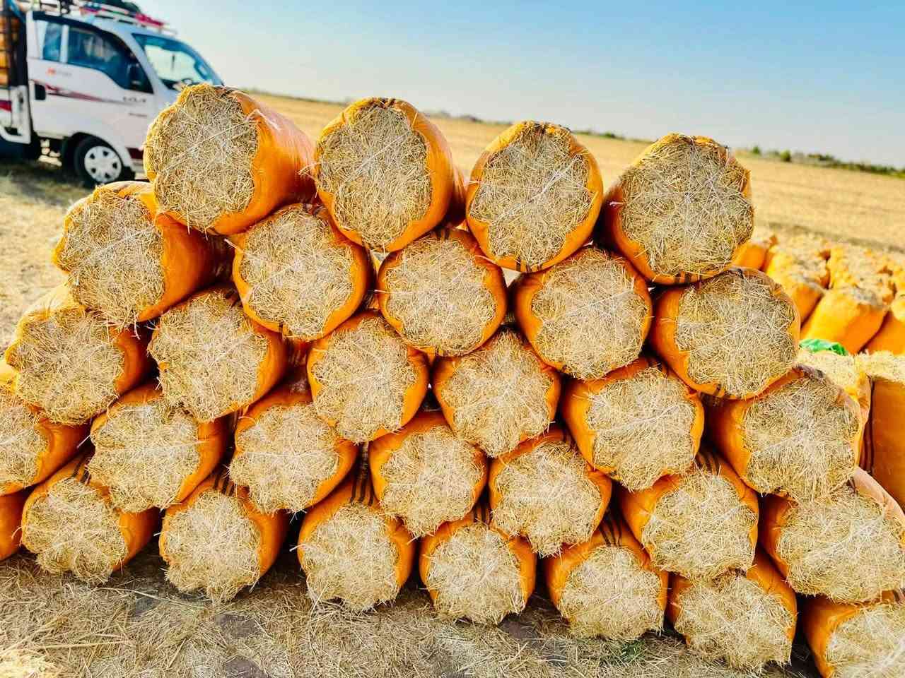 تبن نضيف ستندر درجه اوله ترس فول وخيط ورده شرط علتفريغ ىبسعار مناسبه جداً واصل جميع المحافظات اتصل وتدلل *********** يوجد واتساب
