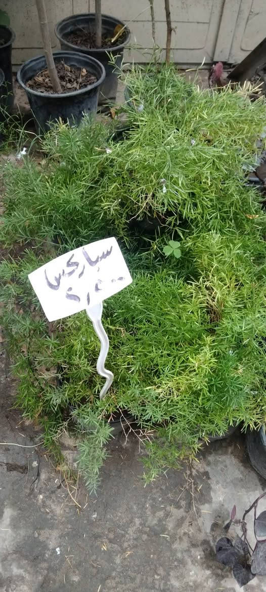 نباتات خارجية • حي العدل • الأسواق المركزية