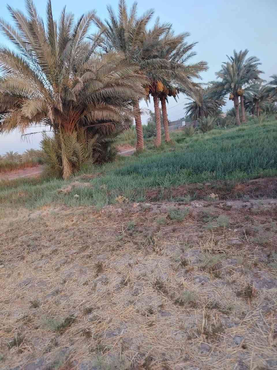 ارض زراعيه للبيع ارض كلش حلوه مساحته 5 دونم واصله كهرباء ومي اساله ومي سكي كلشي متوفر بيه
عنوانه طريق كربلاء حله خلف طاقه الكهرباء قرب المعهد التقني بابل
للاستفسار ***********
