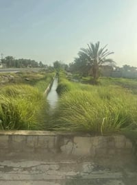 تتوفر دوانم رخيصه الثمن في منطقه الشيخ عامر العيساويه ٦مليون للدونم ٠٧...