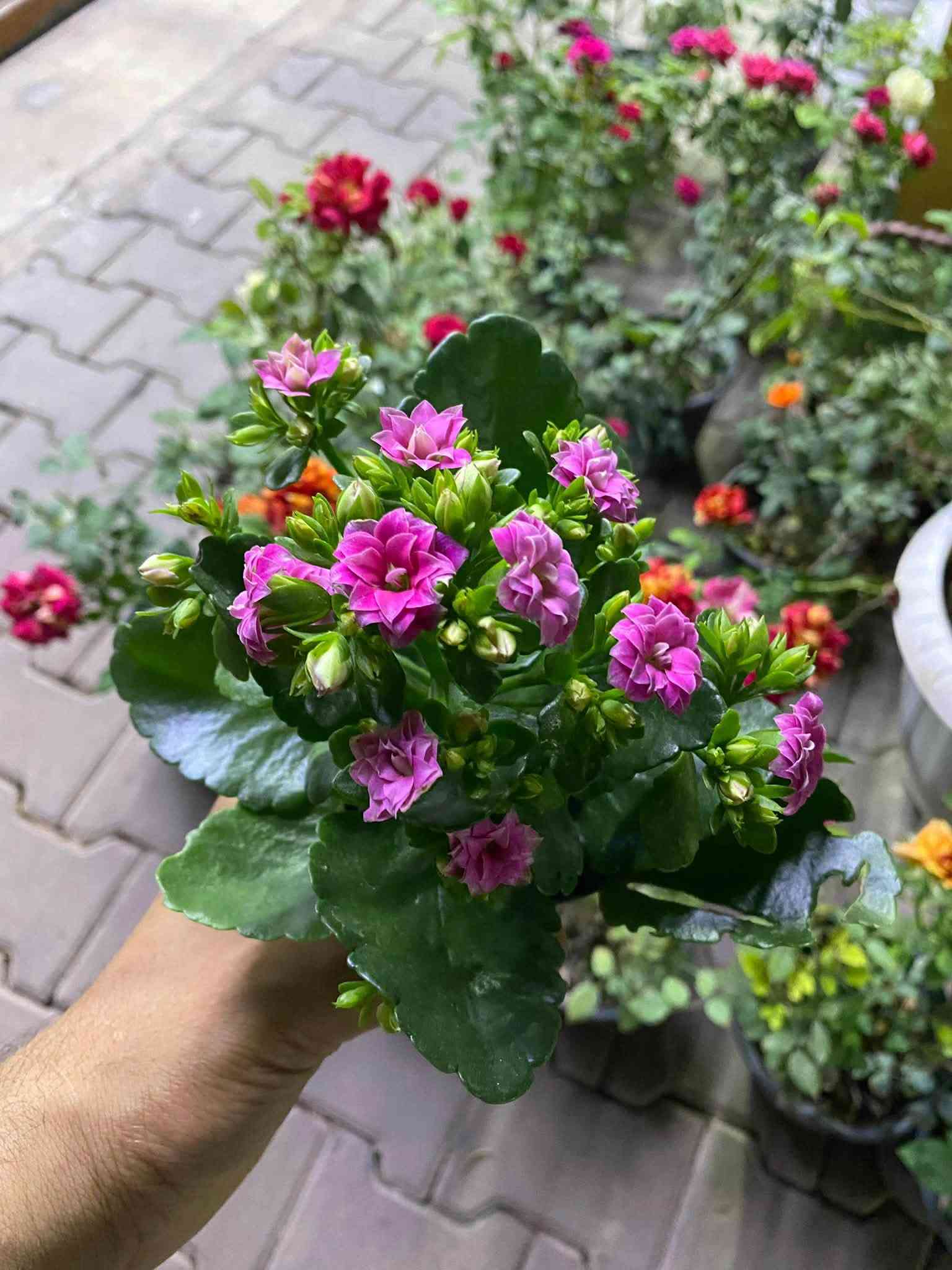 شتلات • كركوك • توصيل