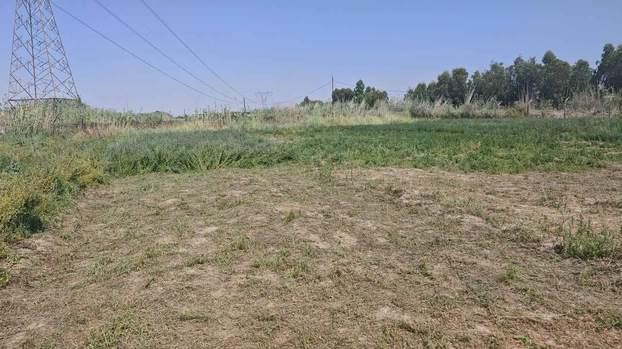 ​📍 أرض زراعية للبيع — موقع مميز في بغداد (الرضوانية الشرقية)
فرصة ممتازة للاستثمار أو الشراء الشخصي بالقرب من الخدمات 

​المواصفات والتفاصيل:

​📐 المساحة: دونم واحد (2,500 متر مربع).

​📍 الموقع: بغداد — الرضوانية الشرقية (تبعد 8 دقائق فقط بالسيارة عن جسر معمل زينب). 

​📜 السند والملكية: عقد زراعي قانون 25 (حق تصرف مفوضة بالطابو).

​⚡ الكهرباء: متوفرة وواصلة للموقع.

​💧 المياه: متوفر ماء إسالة (شبكة ماء شرب).

​🌊 الري والصرف: مجاورة لماء البزل مباشرة (تسهل عمليات الري).

​المميزات:

​موقع قريب جداً وسهل الوصول إليه بالقرب من جسر معمل زينب.

​أرض مخدومة بالكامل بالبنية التحتية الأساسية (كهرباء + ماء إسالة).

​صالحة لإنشاء مزرعة، بستان خاص، بيت استجمام، أو مشروع زراعي/حيواني واعد.

📞 للتواصل والاستفسار: على الخاص او على الرقم ***********
