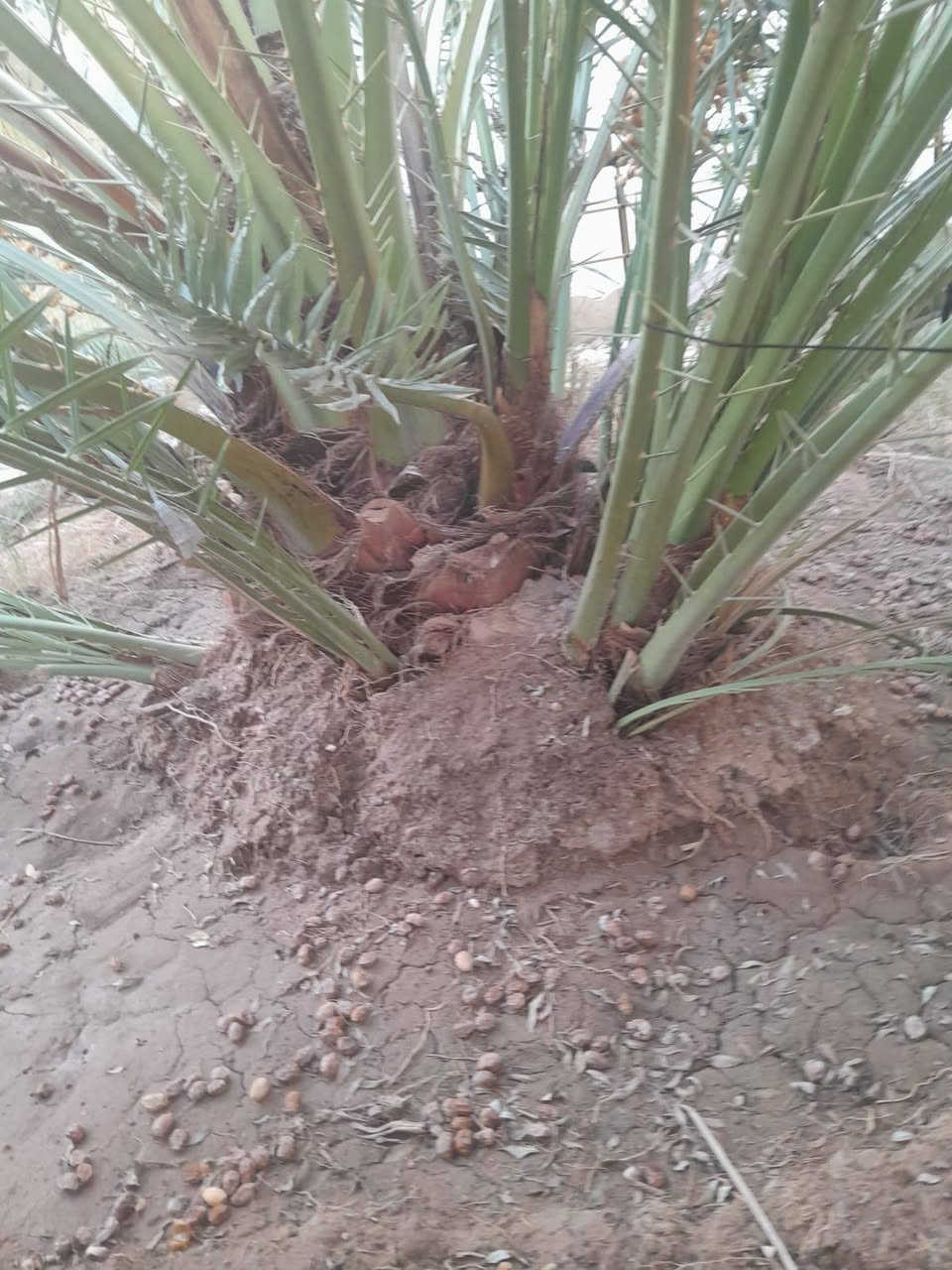 نخل برحي للبيع
***********
