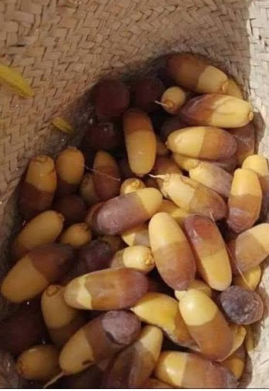 🥬🍅🍎
تسوق وانت بمكانك وخلي راحتك علينا 🌿
نوفرلكم أجود أنواع الخضروات والفواكه الطازجة يومياً 

منتجاتنا مختارة بعناية حتى توصلكم بأفضل جودة وطعم

📦 توصيل سريع لباب البيتك 
📍 توصيل جميع مناطق  العزيزية مدينتي  ب1000 فقط 

لا تتعب نفسك بالسوق… إحنا نجيب السوق لعندك 😉
للطلب والاستفسار راسلونا خاص 📩
الواتساب ***********
او الاتصال ***********
