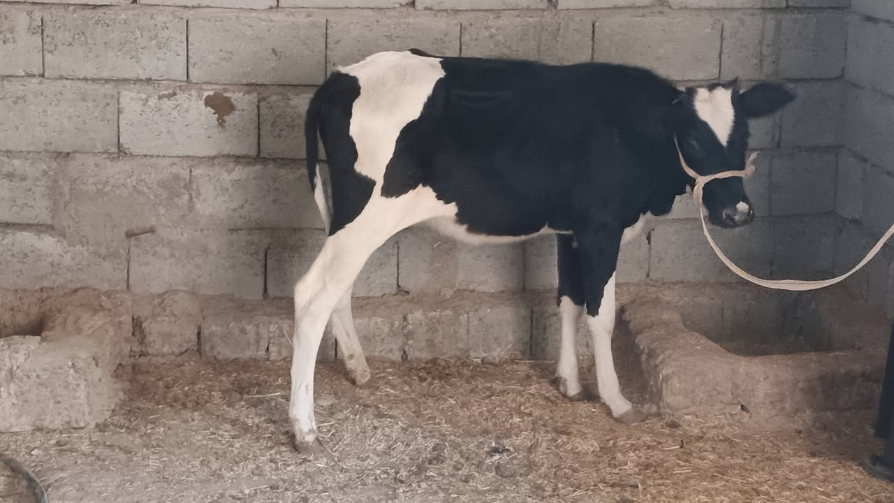 السلام عليكم للبيع حوليه جنس اصليه افريزي السعر مليون و 225 الف وبيها مجال للأستفسار الإتصال على الرقم ***********
