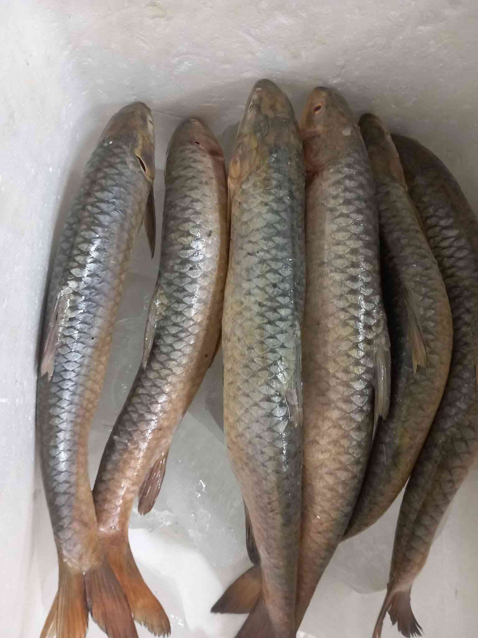 سمك كاريبي • روبيان • لحم عجل