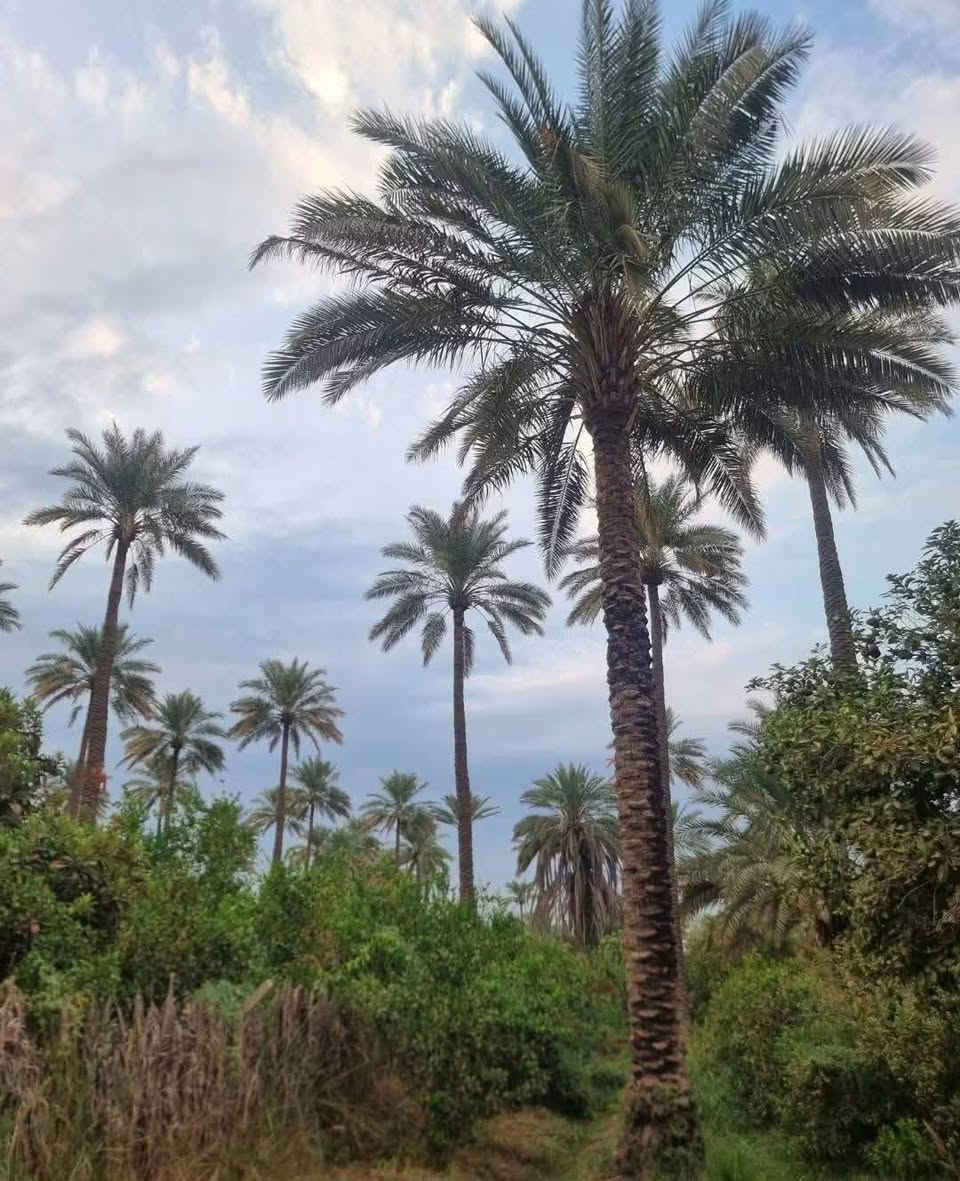 ذراع دجله • ٧ ونص دونم • سند ٢٥