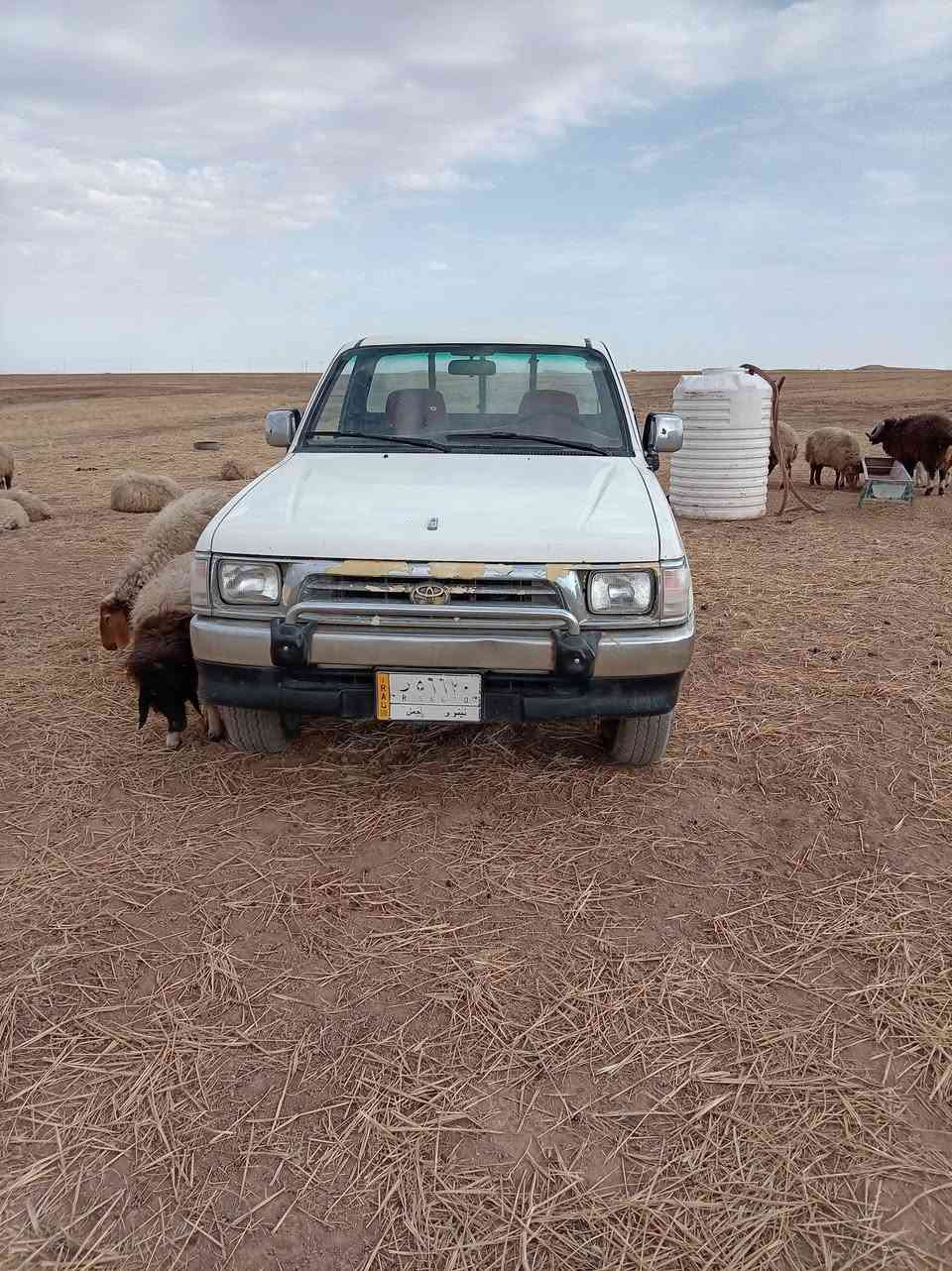 جاهزة • ما بيها صبغ • رقم نينوى