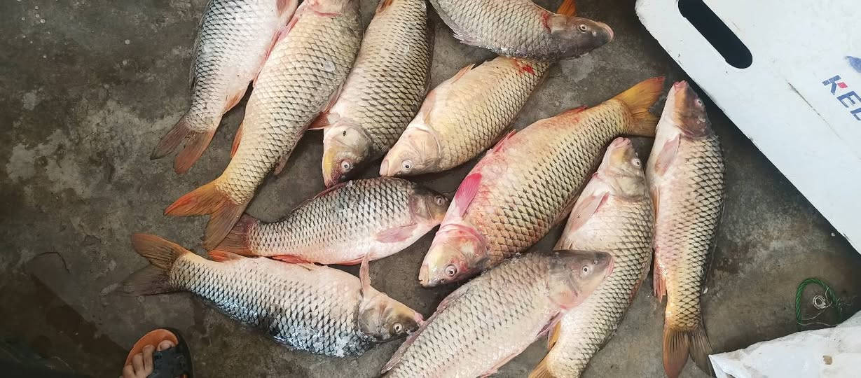 سمتي الثرثار • سمتي خشن • توصيل