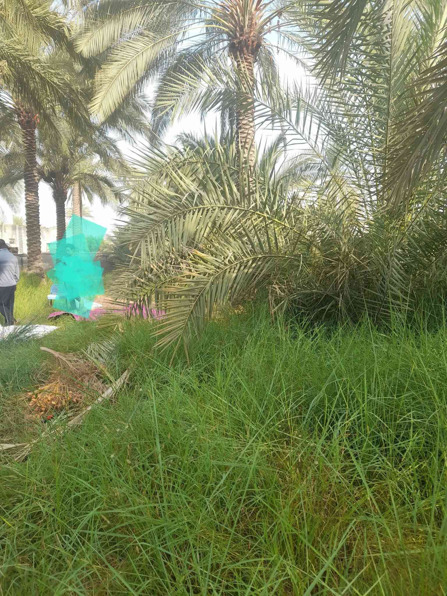 بستان • ٢٩٠٠م • طابو زراعي