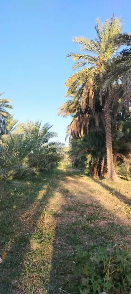 أرض زراعية للبيع طابوا زراعي ١٥ دونم
تقع على نهر الفرات شط الكوفة تبعد عن الكوفة حولي ٥كيلوا 
تحتوي على ٢٠٠ نخلة متنوعة وثلاث بيوت صب كونكريت جاهزات للسكن واستقبال ١١في ٥ توجد مدارس ابتدائية:و متوسطة ومستوصف  للتواصل لاتصال على هذا الرقم ***********
