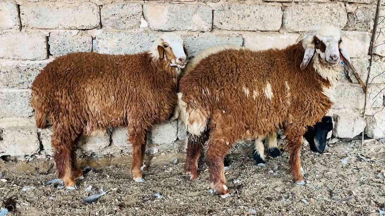 طليان ٢+ • فطايم ٢ • العلم سمره