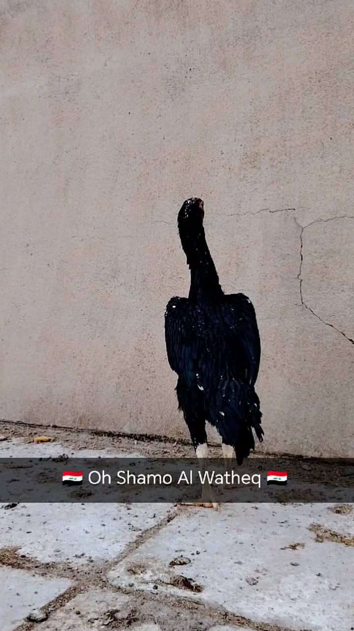 متاح نثية 🇩🇪 عمر سنة ونص قياس شرط الصحة ماشاءالله الشراي يتصل مكان كركوك
***********

نص مكتوب في الصور:
- 🏴󠁧󠁢󠁥󠁮󠁧󠁿 Oh Shamo Al Watheq 🏴󠁧󠁢󠁥󠁮󠁧󠁿
- Oh Shamo Al Watheq