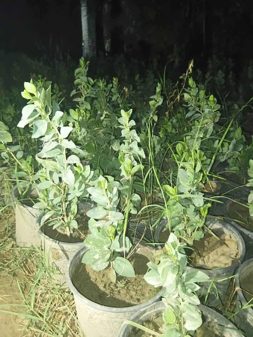 سدر حشري • مشتل حيدر • ١١٠٠