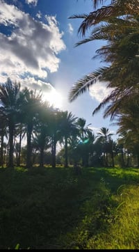 لبيع دوانم الرضوانيه بغداد الرضوانيه  1 دونم وربع طابو سند 25 بغداد ال...