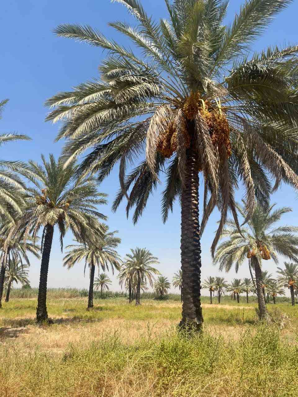 🌴🔥 فرصة استثمارية مميزة للبيع في الصويرة 🔥🌴

📍 الموقع: الصويرة – الرحمانيه قرب شارع المطار

وجه الارظ 158 متر 
🏡 المساحة: 10 دونم
📜 حق تصرف – سند 25
📐 مربعة گونية
🌊 قريبة جداً من النهر

🌴 مواصفات ومميزات الأرض:
✅ تحتوي على 100 نخلة
💧 متوفر ماء سقي مع ماطور ماء 7.5 حصان
🚰 متوفر ماء إسالة
⚡ متوفر كهرباء
🏫 مدارس قريبة
🛣️ تبعد عن الشارع المبلط حوالي 300 متر
🌱 أرض مناسبة للزراعة والاستثمار وإنشاء بستان ومكان للاستجمام

⭐ موقع هادئ ومميز، قريب من النهر والخدمات، ويجمع بين الاستثمار الزراعي والراحة والطبيعة.

🔥 10 دونم بمواصفات ممتازة وفرصة تستحق الاهتمام!

📞 للاستفسار والتواصل: [رقم الهاتف]
***********
