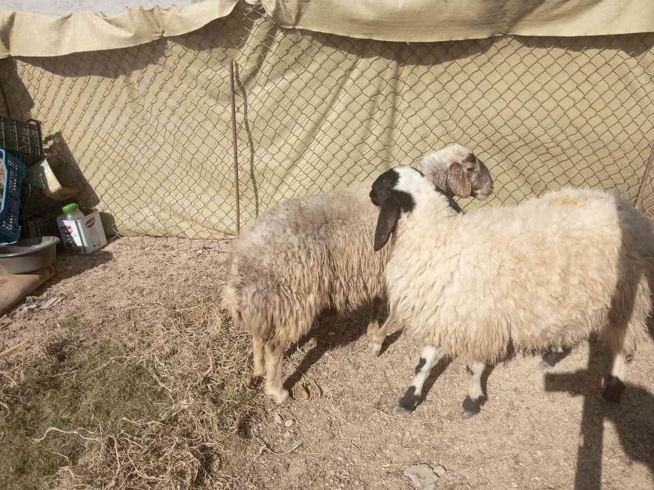 ثنايه عشر خشانه سن وشطر ونصاح على كل عيب  سعر،(مليون و100 الف) مكان بروانه حي الشرطه يوجد توصيل على شراي ***********
