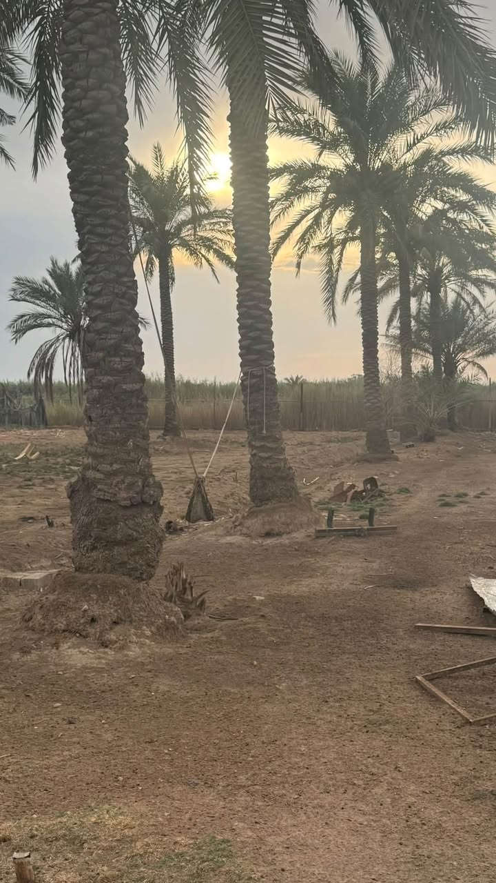 دونم ونص بستان طابو ملك صرف تحويل مباشر ب اسم المشتري
ماء وكهرباء وكافة الخدمات وجه البستان عالشارع الموقع الراشدية المراسمة
0771252236
