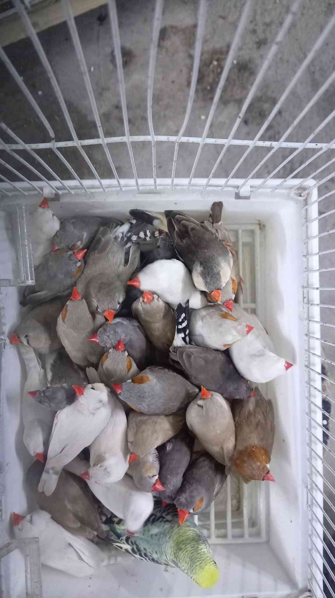 جامبوات • خشنات • المحاويل