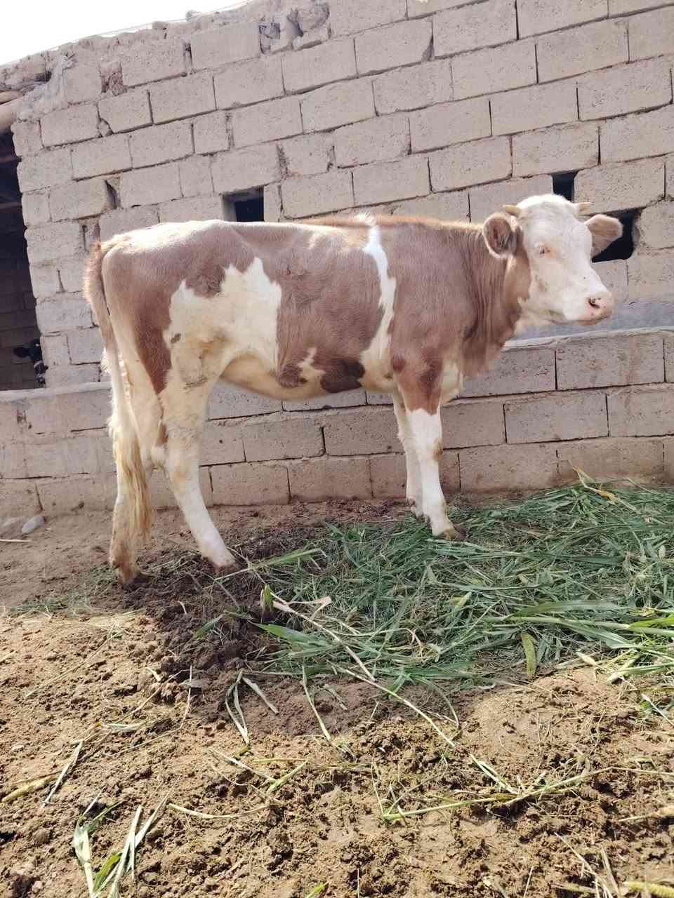 بجر • سميتال • صارله شهر ونص