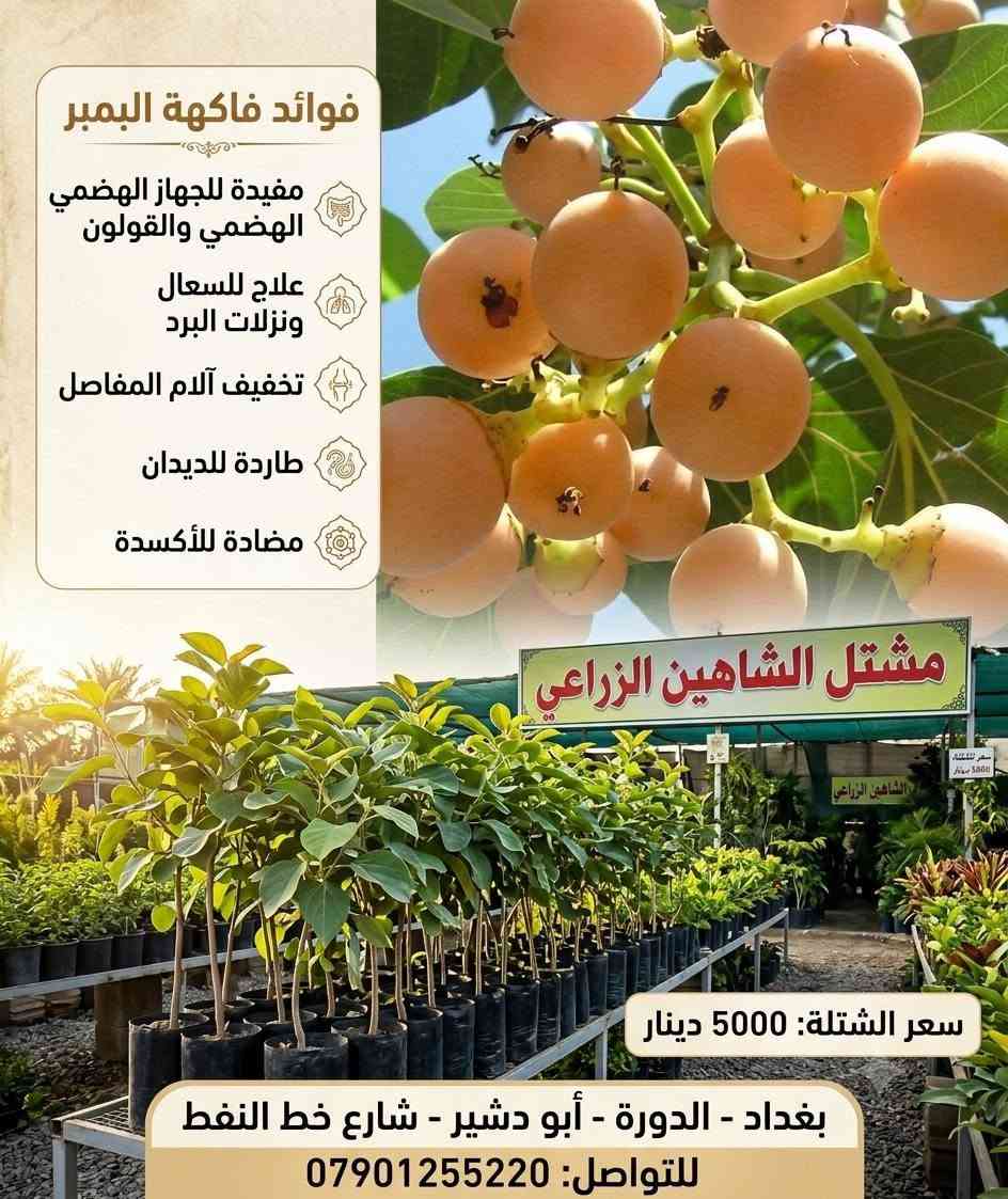 🌿 استقبلوا الموسم الخريفي بحلّة خضراء جديدة من مشتل الشاهين الزراعي! 🍂🪴
مع انطلاق موسم الزراعة والتشجير، نعلن عن توفر تشكيلة واسعة وشاملة من أرقى وأجود أصناف الأشجار والنباتات التي تلبي تطلعات عشاق الزراعة وأصحاب الحدائق والبساتين:
🌳 قسم الأشجار والشتلات:
 * أشجار ظل وزينة: لمسات جمالية وظلال وارفة لحديقتكم.
 * أشجار مثمرة: أصناف منتجة وموثوقة بعناية فائقة.
 * أشجار استوائية ونادرة: خيارات مميزة تزيد حديقتك تفرداً.
🌿 قسم النباتات والمتسلقات:
 * نباتات داخلية: لإضفاء الحيوية والأناقة داخل المنازل والمكاتب.
 * متسلقات ونباتات زينة خارجية: سياج أخضر وإزهار مميز طوال الموسم.
 * نباتات عطرية وطبية: انتعاش طبيعي وفوائد صحية في متناول يدك.
🚚 خدمة التوصيل: متوفرة وسريعة مباشرة إلى باب البيت أو المزرعة.
📍 الموقع: بغداد – الدورة – أبو دشير – شارع خط النفط
📞 للحجز والاستفسار: ***********
أهلاً وسهلاً بكم، ونتشرف بزيارتكم!

