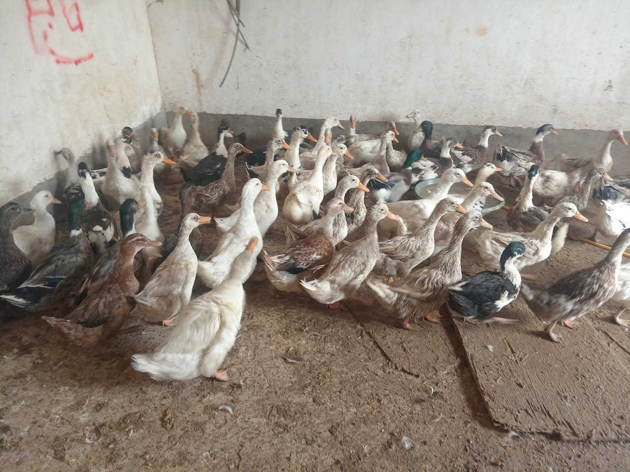 بطاطين • فرنسي • موصل يمين