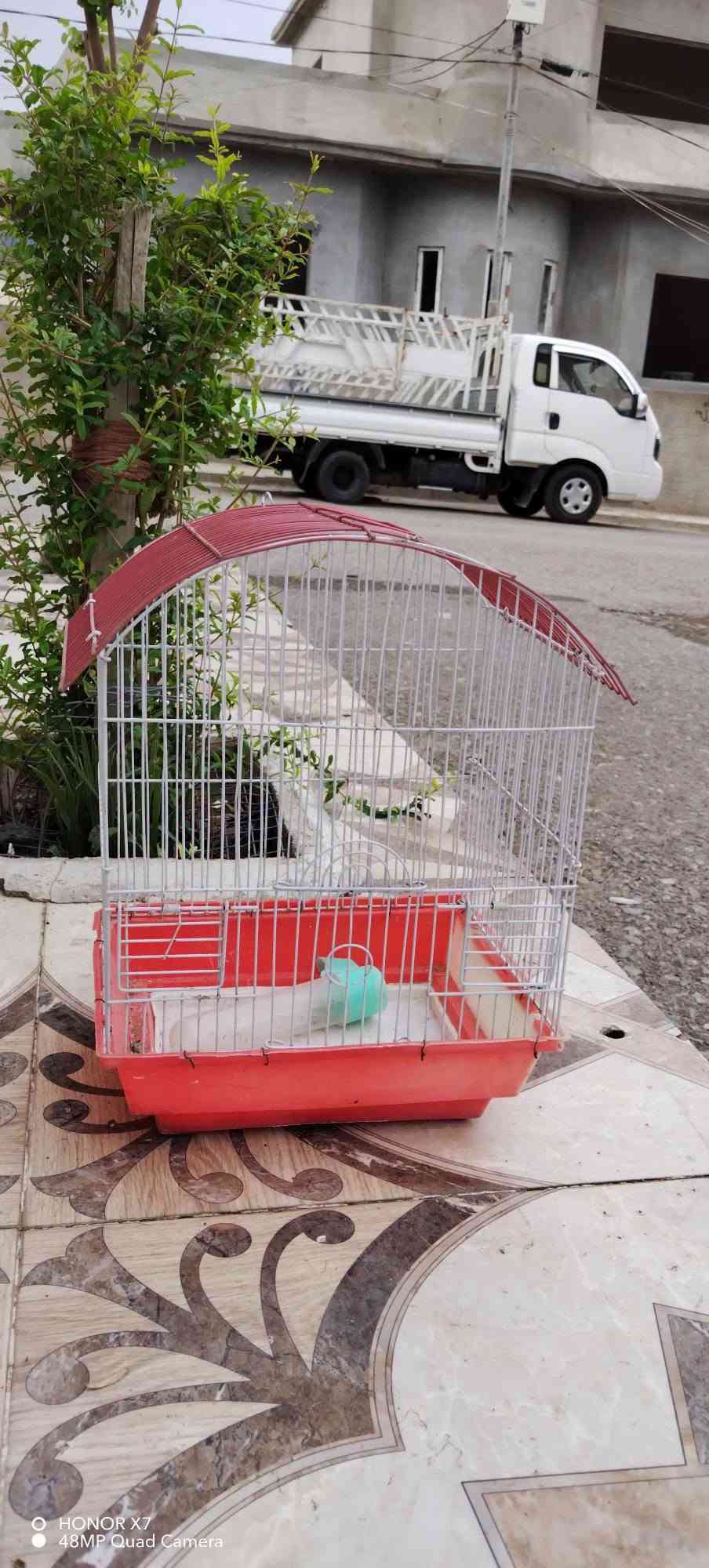 شيشة • بلا عيب • دربندخان