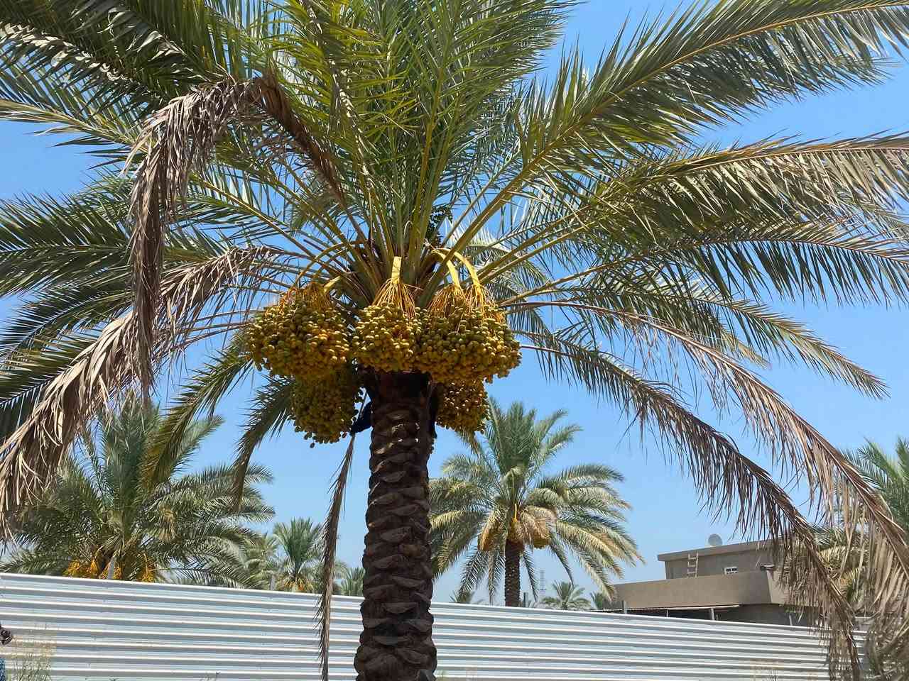 بستان نخل للضمان المكان شاطئ التاجي شارع ام الجدايل تبعد عن جسر الذراع من جهة الشط 3 دقائق 

تحتوي على 
15 زهدي 
16 خضراوي 
15—20 خستاوي 
10 بلاليز 
2 بربن 
4 سكري 
+ 8 ألوان غير معروفات 

البستان نظيفة كلش بدون اعشاب او عوائق والنخل كذلك جاهز تكريب -تلقيح -تركيس

للاستفسار 
***********
***********
